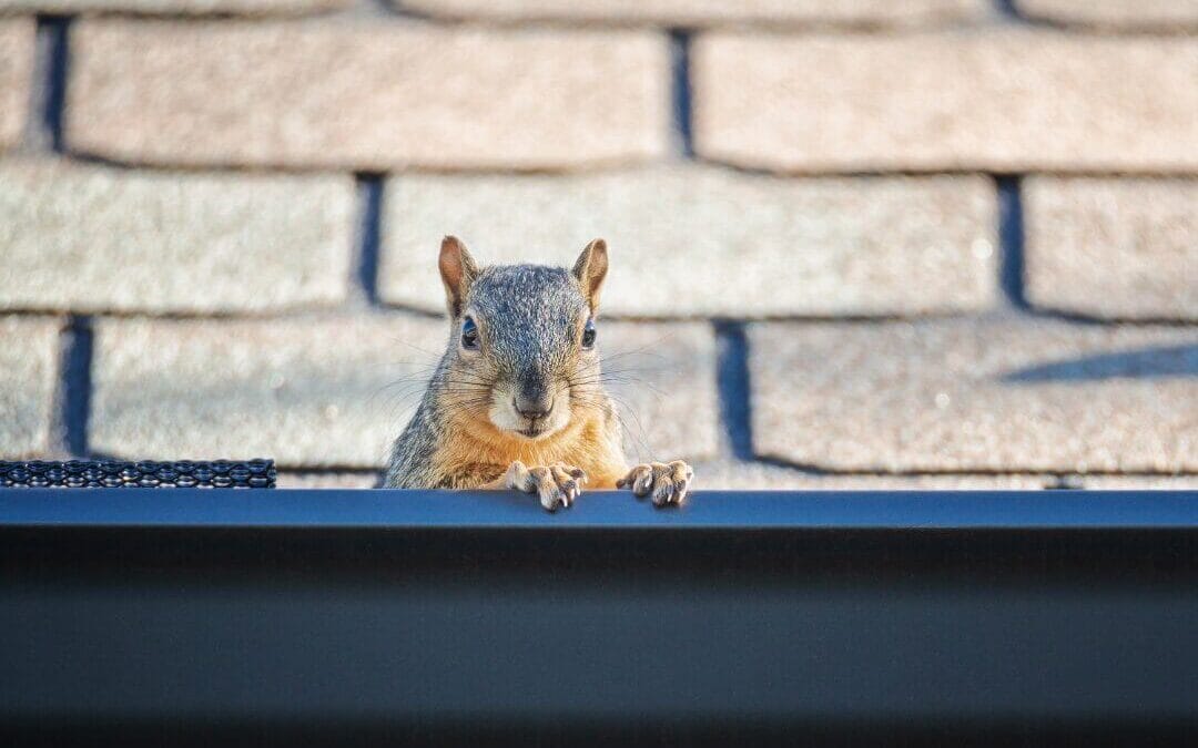 How Do I Keep Squirrels Out Of My Gutters And Off My Roof?
